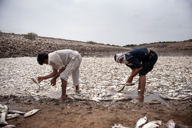 مرگ 2 میلیون ماهی در سد فشافویه